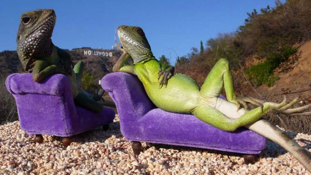 what youth lizards of summer