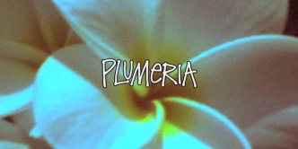 what youth recommends plumeria